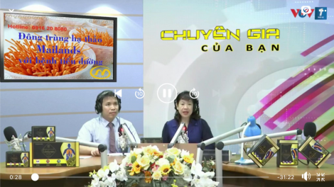 Đông trùng hạ thảo Mailands với bệnh tiểu đường (19/3/2021)