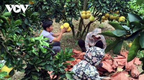 Bước qua “lời nguyền” sản xuất manh mún (2/3/2021)