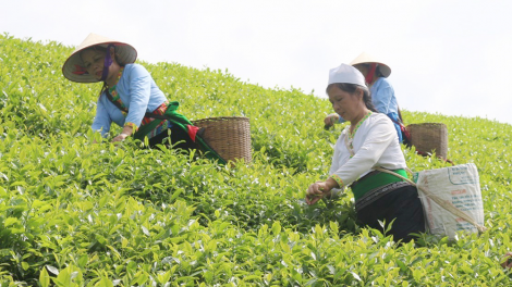 Định hình lại thương hiệu Chè Phú Thọ (10/3/2021)