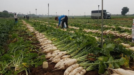 Nông sản được mùa – mất giá vì đâu? (02/03/2021)