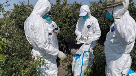 Campuchia: Hàng nghìn con chim chết vì cúm H5N1 (26/3/2021)