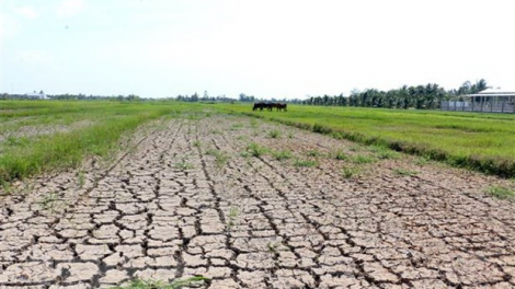 THỜI SỰ 18H CHIỀU 06/03/2021: Khoảng 45.000 ha sản xuất nông nghiệp khu vực ĐB SCL bị ảnh hưởng do mặn xâm nhập