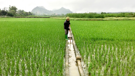 Kết thúc 3 đợt lấy  nước: Tích cực tưới dưỡng lúa vụ đông xuân 2020 - 2021 (04/03/2021)