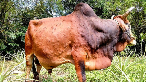PHÒNG VÀ TRỊ BỆNH VIÊM DA NỔI CỤC TRÊN TRÂU BÒ (30/03/2021)