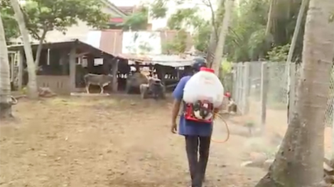 Bình Định tăng cường kiểm soát phòng bệnh viêm da nổi cục trên trâu bò (19/04/2021)