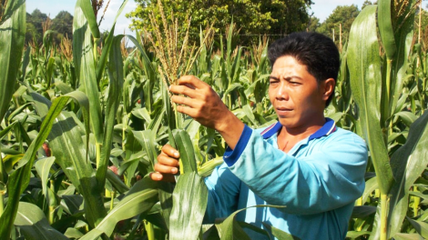 Trà Vinh: Đổi thay những phum sóc vùng căn cứ Cách mạng xưa (30/4/2021)
