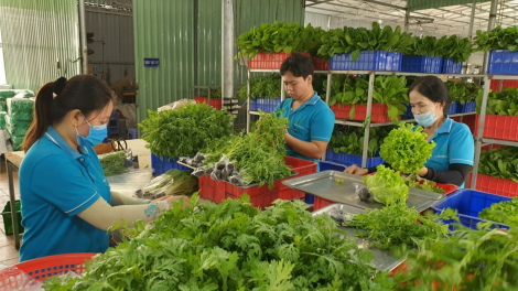 Có nên duy trì hoạt động nông nghiệp ở TP Thủ Đức? (07/04/2021)