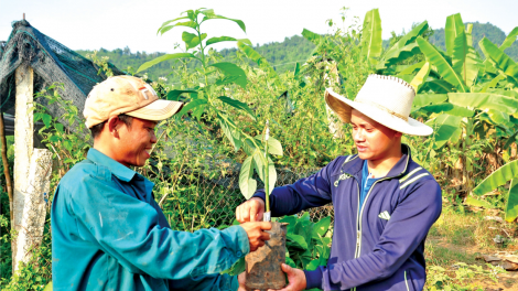 Thanh niên lập nghiệp ở làng Thạnh Mỹ, huyện miền núi Nam Giang, tỉnh Quảng Nam (23/4/2021)