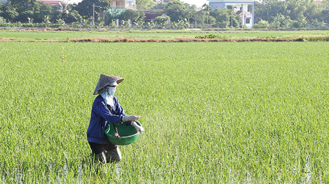 Bình Định: Tập trung trị rầy nâu, rầy lưng trắng trên lúa đông xuân (12/04/2021)