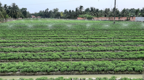 Sản xuất nông nghiệp thích ứng biến đổi khí hậu ở đồng bằng sông Cửu Long (01 + 02/05/2021)