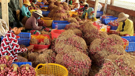 Sóc Trăng – tìm giải pháp tháo gỡ khó khăn trong tiêu thụ hành tím (26/04/2021)