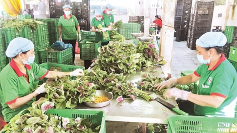 Phỏng vấn ông Nguyễn Ngọc Bảo, Chủ tịch Liên minh HTX Việt Nam về xây dựng chuỗi giá trị sản xuất nông nghiệp (10+11/04/2021)