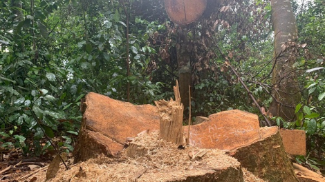 - Thừa Thiên Huế: Rừng A Lưới bị chặt phá (23/04/2021)