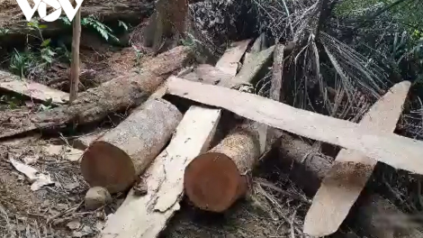 Ai "tiếp tay" lâm tặc đưa gỗ ra khỏi rừng phòng hộ đầu nguồn tại Quảng Trị? (13/4/2021)