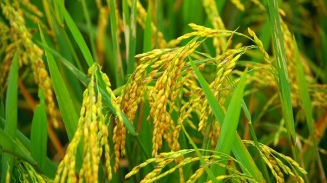 Tái cơ cấu ngành hàng lúa gạo, gia tăng giá trị gạo Việt (01/06/2021)