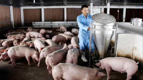 Giá thức ăn chăn nuôi tăng cao trong bối cảnh dịch bệnh, khó chồng khó (13/05/2021)