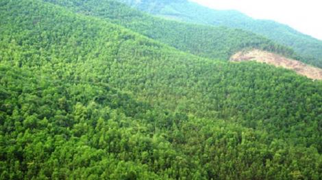 Yên Sơn, Tuyên Quang: Khó khăn của người trồng rừng khi trồng cây không được thu hoạch (21/05/2021)