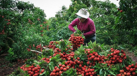 THỜI SỰ 6H SÁNG 12/05/2021: Bắc Giang lên phương án tiêu thụ vải thiều trong bối cảnh dịch COVID19 diễn biến phức tạp