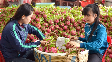 Hàng loạt hợp tác xã ở Long An giải thể vì “đói vốn” (08 + 09/05/2021)