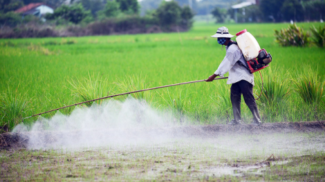 Phun thuốc trừ sâu thuê, nghề nguy hiểm (10/05/2021)