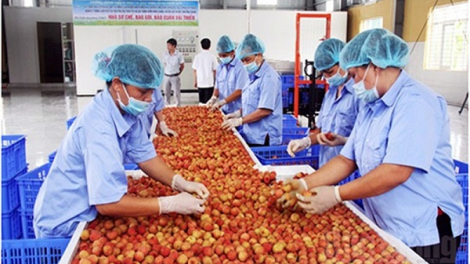 Chủ động các phương án tiêu thụ xuất khẩu vải thiều (15+16/05/2021)