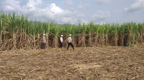 Khánh Hòa: Liên kết để phát triển bền vững vùng nguyên liệu mía (12+13/06/2021)