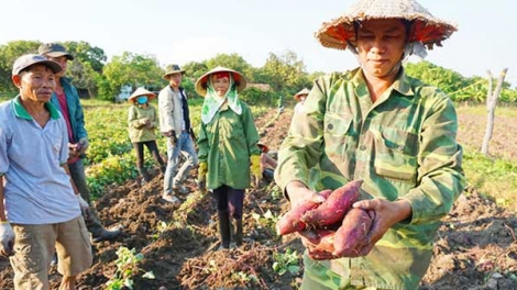 Giá khoai lang Vĩnh Long xuống chạm đáy, nông dân trắng tay (4/6/2021)