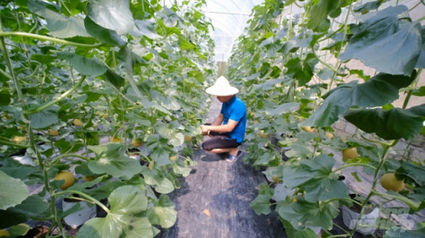 Sơn Dương, Tuyên Quang: Chuyển dịch cơ cấu nông nghiệp theo hướng sản xuất hàng hóa (22/06/2021)