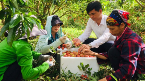 Tháo gỡ vướng mắc kỹ thuật thúc đẩy tiêu thụ nông sản trước diễn biến covid-19 (05+06/06/2021)