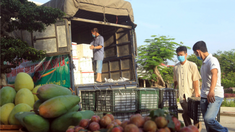 Hải Phòng hỗ trợ tiêu thụ nông sản cho các địa phương bị ảnh hưởng dịch bệnh COVID-19 (03/06/2021)