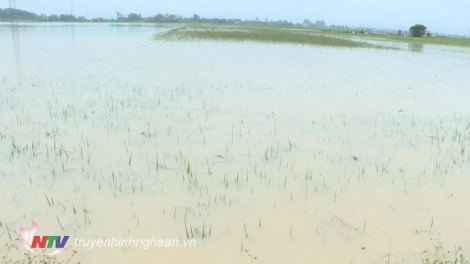 Nghệ An: Hàng trăm ha lúa bị ngập cục bộ (13/6/2021)