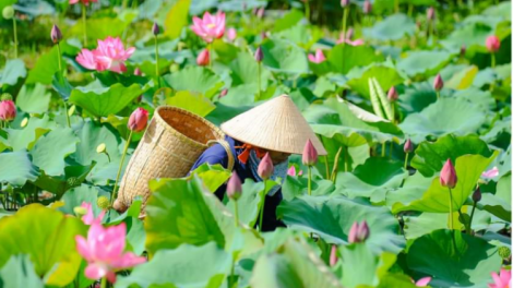 Trồng sen vùng trũng thu nhập cao (25/06/2021)