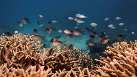 Australia nghi ngờ vấn đề bảo tồn rạn san hô Great Barrier đang bị chính trị hóa (22/06/2021)