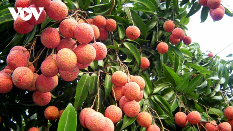 Lô vải thiều Việt Nam đầu tiên đi EU theo Hiệp định thương mại EVFTA (09/06/2021)