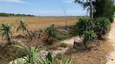 Thừa Thiên Huế: Hàng trăm hécta lúa chờ dự án thủy lợi (02/06/2021)