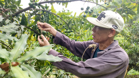 Lai Châu: Mắc ca - sản phẩm nông nghiệp đặc hữu trên vùng núi đá (14/7/2021)