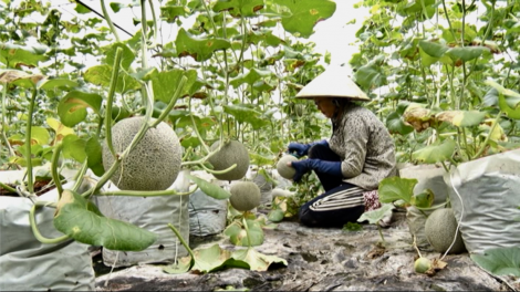 Hậu Giang: Trái cây giảm giá mạnh do ảnh hưởng dịch Covid-19 (2/7/2021)