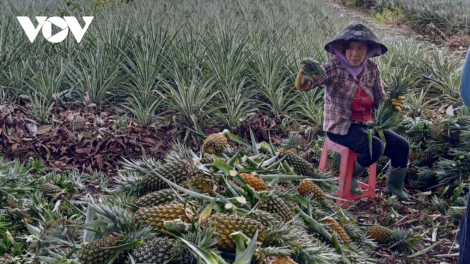 Tiền Giang: Không có giấy "thông hành", hàng nghìn ha dứa có nguy cơ bị thối (14/7/2021)