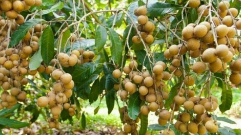 Nhà vườn miền Tây chật vật mùa Covid - 19 (22/07/2021)