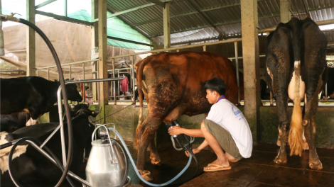 Hiệu quả từ chăn nuôi bò sữa ở Sóc Trăng (10+11/07/2021)