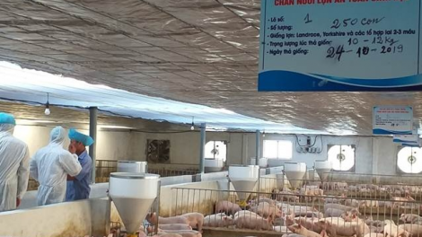 Đẩy mạnh chăn nuôi an toàn sinh học - hướng phát triển chăn nuôi bền vững (13/07/2021)