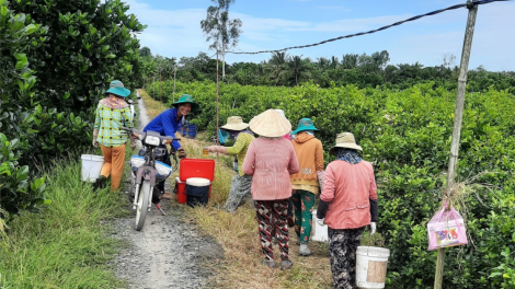 Tiền Giang: Cần giải cứu vườn chanh thương phẩm đang ế ẩm, bế tắc đầu ra (28/07/2021)