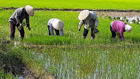 Cơ bản hoàn thành gieo cấy lúa hè thu, lúa vụ mùa ở phía Bắc (28/7/2021)