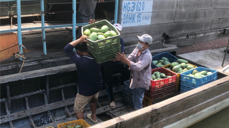 Hậu Giang: trái cây giảm giá do ảnh hưởng của dịch covid 19 ( 07/07/2021 )