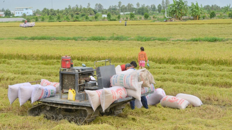 Cần Thơ: Nông dân lo lắng vụ Hè thu thiệt hại kép (14/07/2021)