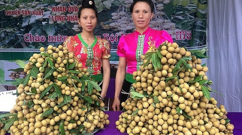 Nông dân Sông Mã (Sơn La) phấn khởi thu hái nhãn xuất khẩu sang EU (21/7/2021)