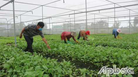 Tiền Giang: Hợp tác xã rau Tân Đông sản xuất an toàn trong dịch covid-19 (31/07/2021)