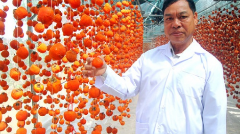 Người mang công nghệ Nhật về cho trái hồng Đà Lạt (14/7/2021)