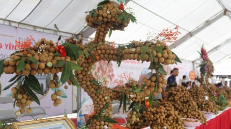 THỜI SỰ 18H CHIỀU 21/07/2021: Nhãn Sông Mã, Sơn La đầu tiên xuất khẩu sang thị trường châu Âu và Vương quốc Anh