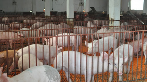 Hà Nội chú trọng phát triển mô hình chăn nuôi an toàn theo chuỗi (07+08/08/2021)